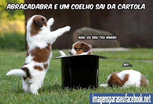 de animais